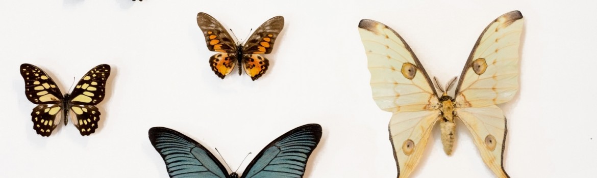 Afis expo fluturi 2018