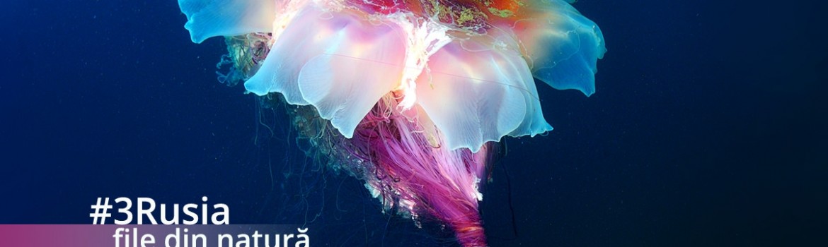 3Rusia fie din natura