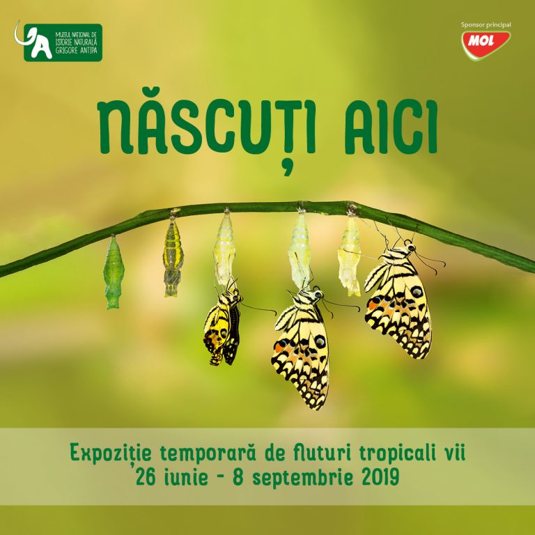antipa_fluturi19_fb-poster_1200x1200-768x768