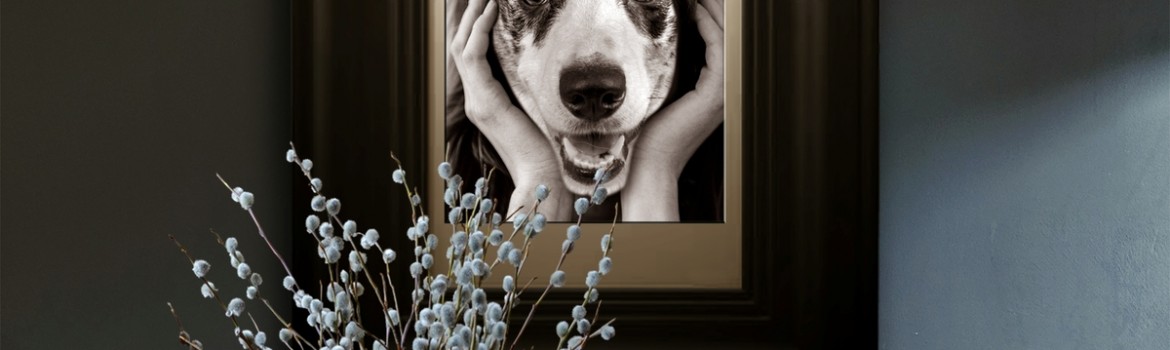 TNC. câine cu om. câine fără om - poster web