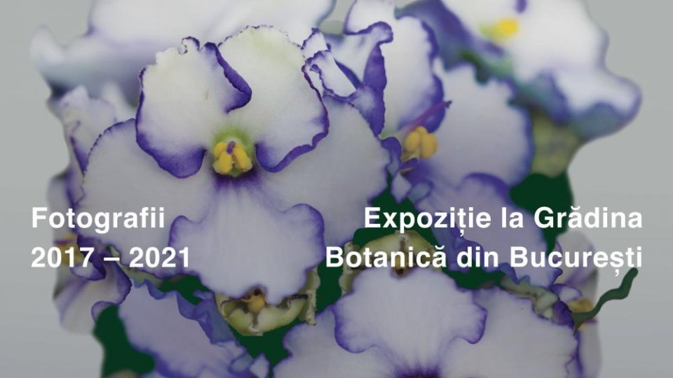 Grădina fermecată
