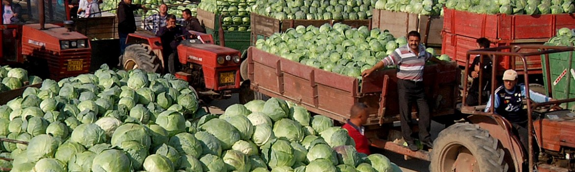 Varză, cartofi și alți demoni