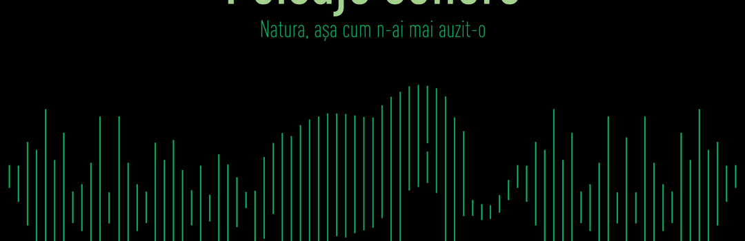 Antipa Acoustic
