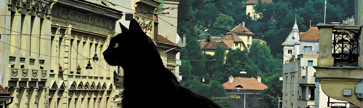 C1 Pisica de la ora cinci - selected